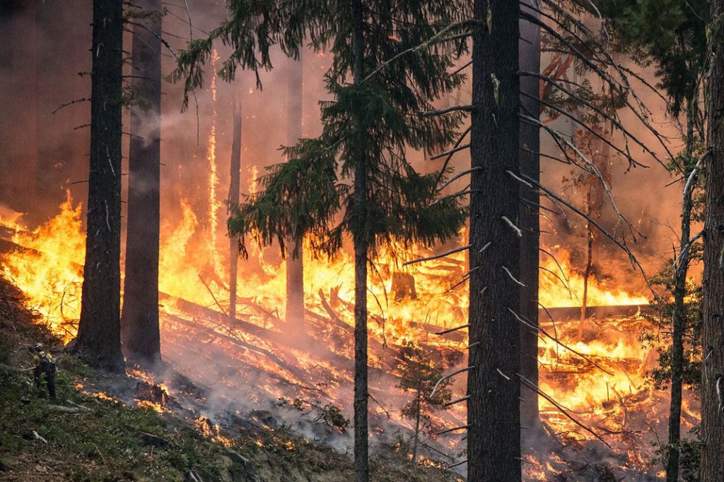 forest-fire-2268725_1280
